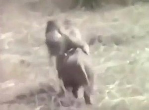 13K views · 57 reactions | Tagged UK on Reels | Facebook