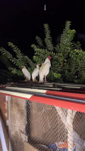 relaxing Rain with The chickens So Cool | covecollections