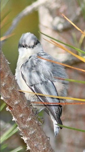 Pygmy Nuthatch Bird Sound Video: Bird Songs Western North America-Nature Sounds for Sleep Relaxation