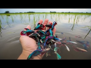 Amazing Colors! Wild Betta Fish