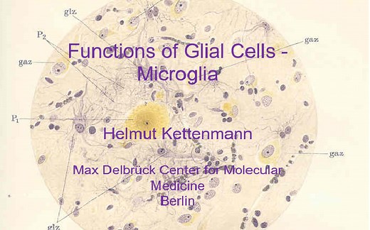 Functions of glial cells-microglia