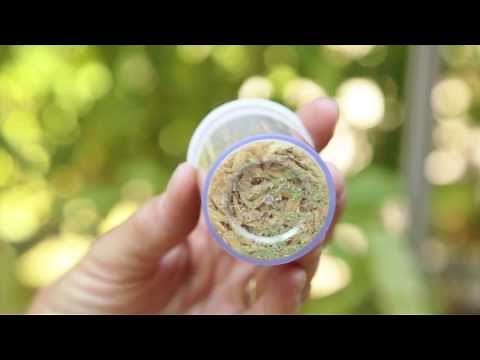 Releasing Green Lacewing Eggs