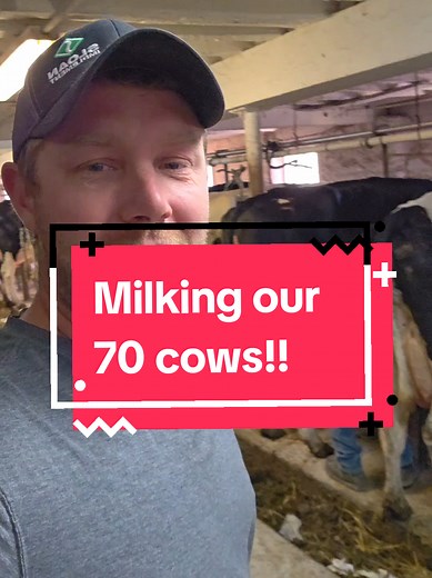 Milking Our 70 Dairy Cows in a Classic Barn