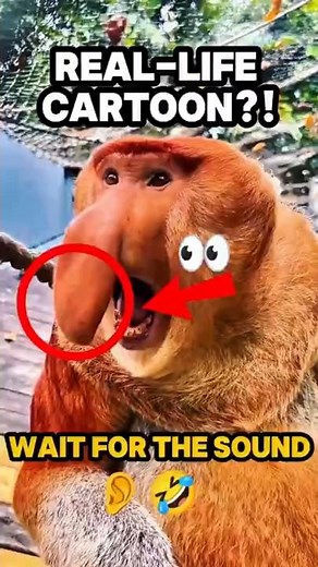 You Won’t Believe The Sound This Monkey Makes!