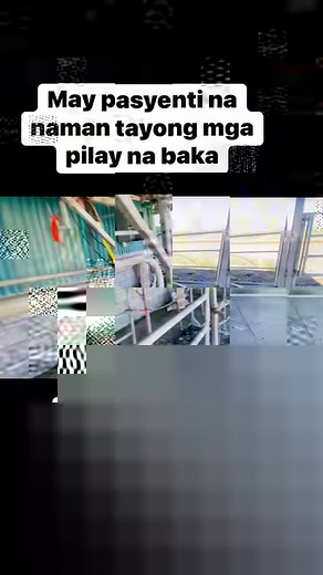 Lame cows #lameness #cow #Dairyfarmer #pinoydairyfarmer #cattlefarming #kapangaraovlognz | Kapangarap vlog New Zealand