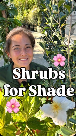 A shade garden doesn’t have to be boring - in fact it can be the most tranquil, lush & inspirational part of your yard! Which of these shade shrubs is your favorite? 🌸✨🌿 #gardentips #shadegarden #zone10 #camelliaflower #landscapedesi̇gn | Armstrong Garden Centers