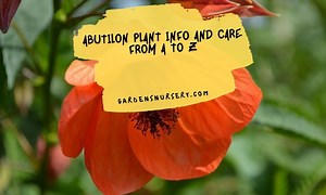 Abutilon Plant Info And Care From A To Z | GARDENS NURSERY