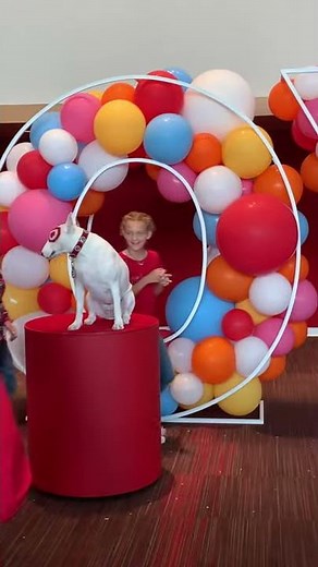 Meet Bullseye the Target Dog!