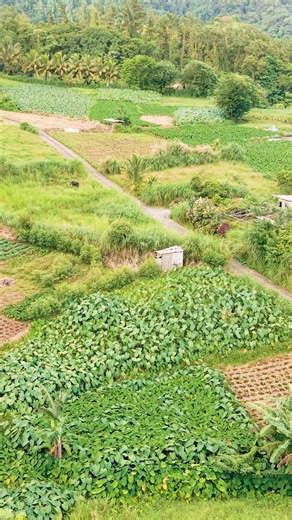 For too long, farmers have been neglected and abandoned. Farmers know they cannot risk another 5 years of the ULP. The NDP has a plan for farmers. The NDP will ensure that our agriculture sector grows by creating more jobs and opportunities in this vital sector. We will establish a National Marketing Board, open up new export markets and provide skills training. Only the NDP has an economic plan to deliver a better SVG! | New Democratic Party