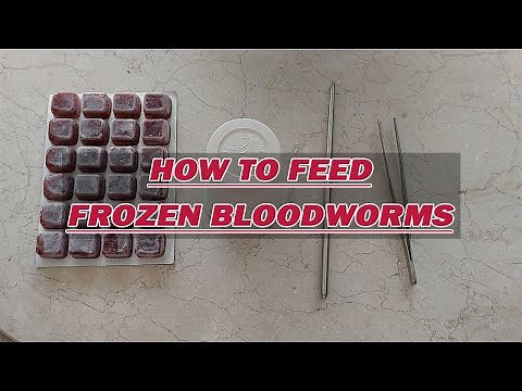 How to Feed Frozen Bloodworms
