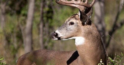 Hunters in Illinois encouraged to use CWD testing sites
