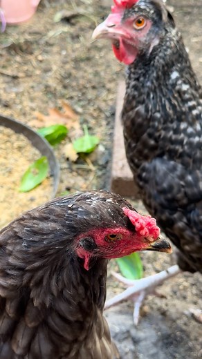 So suspicious WHY? #chickadee #chick #chick #suspicious #stare #talk | Midnight Eclipse Rabbitry | Facebook