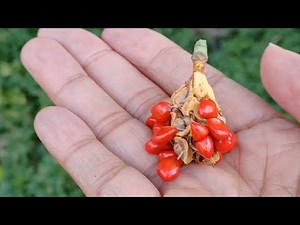 How to Harvest and prepare (part 1 ) Magnolia seeds ready for sowing.