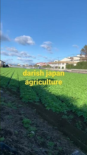 daikon/darish japan agriculture