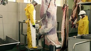 Detailed View Of Mechanically Skinning Process In An Abattoir Rawhide Will Be Sent Over To Leather Industry Processing Plants
