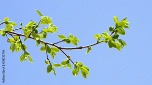 green new spring buds on a tree branch in early spring.
