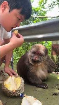 How Do Monkeys Open Durians? #One-Armed Monkey Xingxing #Macaca Monkeys Of Emei Mountain