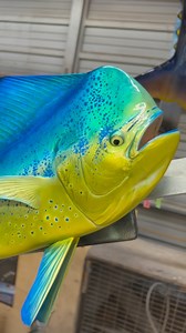 Bull Dolphin by King Sailfish Mounts…. 👑⛵️🐟 #kingsailfishmounts #fishmount #nauticaldecor #mahi #dorado #dolphinfish | King Sailfish Mounts