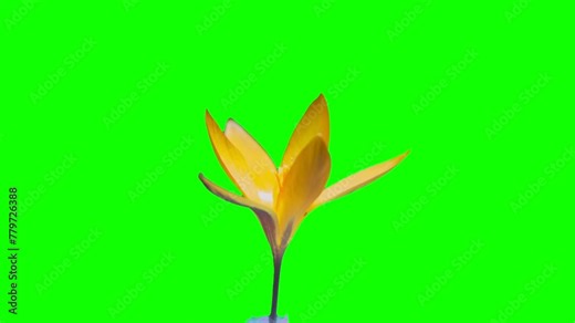 Spring footage. Alpha channel. Chroma Kay. A yellow crocus bud blooms on a green screen. Time lapse