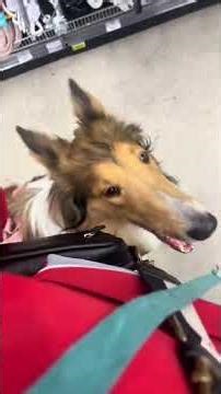 Walmart ain’t pet friendly !!! #servicedogintraining # Walmart #fakeservicedog