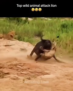 Wild Animal Attack Lion #attack #viral #Tiktok #nature #animalattacks #lions | Wild Africa