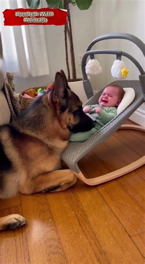 Baby Started Crying… My GSDs Reaction Is EVERYTHING ❤️