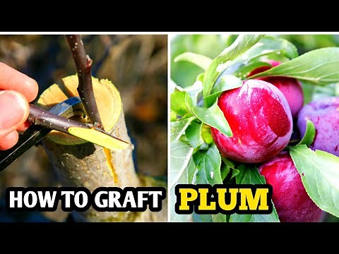 How to graft plum tree | How to graft fruit trees | plum Grafting
