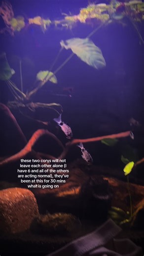 Understanding Corydoras Behavior in Community Tanks