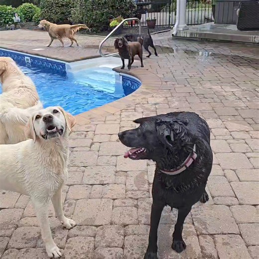 1.4K views · 47 reactions | More from today's pool party! | Country Club Kennels and Training | Facebook
