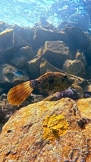 Joseph Leverton on Instagram: "The Scribbled Leatherjacket Filefish (Aluterus scriptus) is a fascinating marine species with some unique traits. Here are five interesting facts about them: 1. Masters of Camouflage: Their intricate scribbled patterns and color-changing abilities help them blend into coral reefs, seagrass beds, and rocky environments, making them difficult for predators to spot. 2. Unusual Body Shape: They have a laterally compressed body and a long, trailing filament at the end o