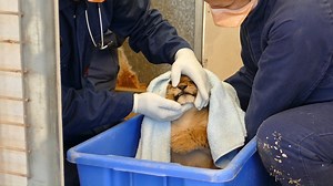 220K views · 298 reactions | It's a boy! And three girls!  Vets and...