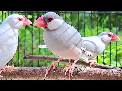 Java sparrows are talking about their singing today. Sound is good for training your bird sing.