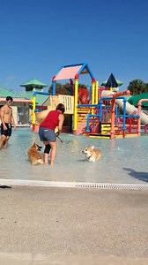 7 comments | Ball time at Calypso Bay Waterpark, Seminole Palms Park, Royal Palm Beach! Waggin' at the Waterpark is happening now! | PBC Parks and Recreation | Facebook
