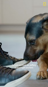 175K views · 4.7K reactions | How to greet your dog properly!  Energy is Everything. Watch this video to see how the energy we project can affect our dogs’ behavior. New episode of Better Human Better Dog TONIGHT 9/8c on National Geographic TV #betterhumansbetterplanet #dogtraining | Cesar Millan | Facebook