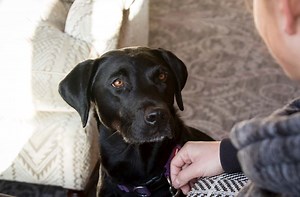 Dog Friendly Hotel in Dartmoor | Bovey Castle