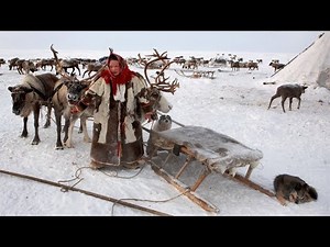 吃生肉的民族！生活在雪橇车上的涅涅茨人【寰球大百科161】