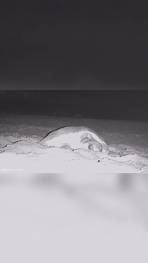 2.7K views · 101 reactions | Mama Loggerhead Sea Turtle Laying Eggs....