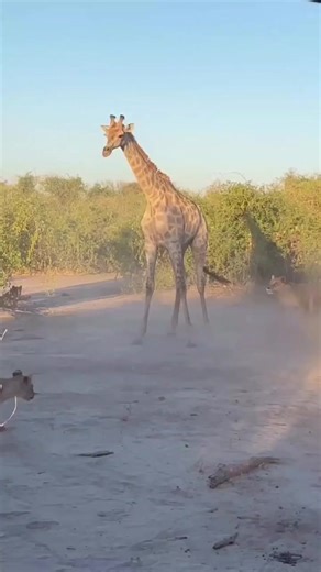 🇧🇼 10 DAYS OF PURE WILDERNESS IN BOTSWANA Exclusive. Untamed. Iconic Safari. 🐘🔥 Day 1 – Arrival in Maun Meet & greet, safari briefing & sunset by the Thamalakane River. Day 2 – Okavango Delta (Mokoro Safari) Fly or transfer into the Delta. Traditional mokoro canoe safari through crystal-clear channels 🛶🌿 Day 3 – Okavango Delta (Game Drives) Big cats, elephants, wild dogs & birds in pristine wilderness. Day 4 – Okavango Delta (Walking Safari) Guided walking safari—raw, close-to-nature & thr