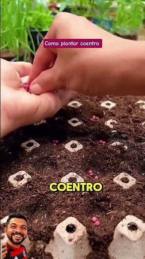 How to Plant Cilantro at Home #garden #cilantro #plants