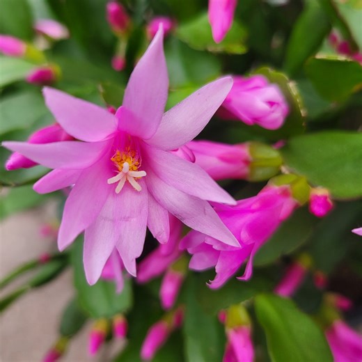 Rhipsalidopsis Gaertneri Easter Spring Cactus CUTTINGS Mixed Colors 2026 - Etsy