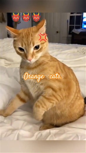 Orange cats went crazy moments #catlife #catlover #funny #cute