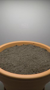 Japanese Flower Carpet 🌸 https://boxlapse.info/ | Boxlapse