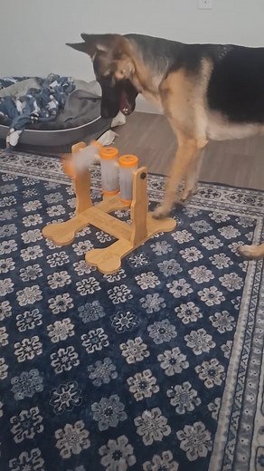 165K views · 1.1K reactions | She's so smart..has to use her paws to flip for treats. | German Shepherd lovers | Facebook