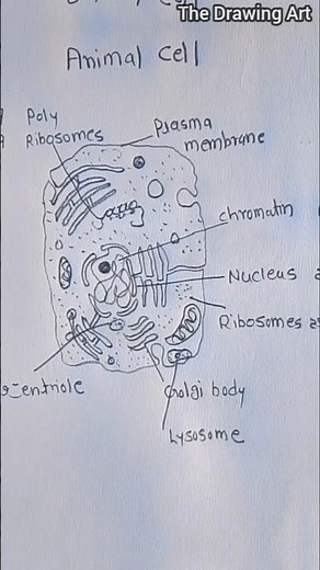 How to Draw Animal Cell ! step by step #easydrawing #shorts