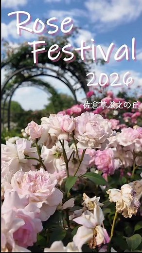 Rose Festival 2026🌹佐倉草ぶえの丘開園20周年 #佐倉市 #バラ #Sakuracity #草ぶえの丘 #バラ園