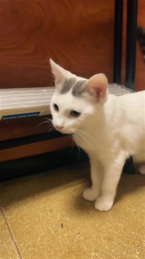 🐾 Please come check out our cat adoption event today! This footage is from last month at Petco in Orange, featuring: Shasta (white with two gray dots), Colonel Meow Meow, Ollie Purrs, Charlie & Maddie (Brown Tabbies), Pippa (gray tabby), and Vail (Dark tabby with white belly). Our cats may move around a lot or visit events from their foster parent’s home, so always check before traveling to visit a specific cat! Today we are at Petsmart in Santa Ana, California. 🐾 🐾 🐾 🐾 🐾 A Pawsitive Appro