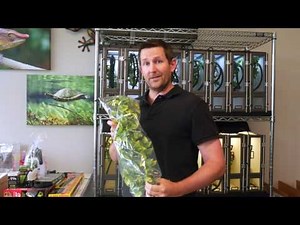 Backwater Reptiles Chameleon Kit Guarantee