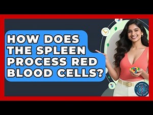 How Does The Spleen Process Red Blood Cells? - All About the Immune System