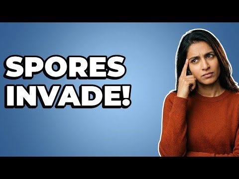 How Do Cordyceps Spores Begin An Insect Infection?