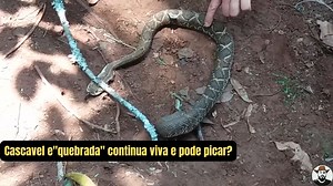 78K views · 1.1K reactions | Localização Paraná Infelizmente aqui é...